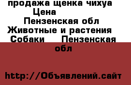 продажа щенка чихуа › Цена ­ 15 000 - Пензенская обл. Животные и растения » Собаки   . Пензенская обл.